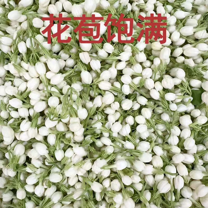 새로운 천연 100g 자스민 말린 꽃 자스민 우롱 꽃  - Soap Making Raw Material 리뷰 및 가격